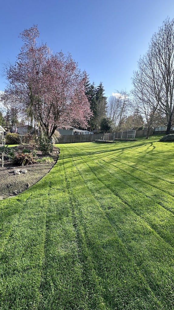 Striped green backyard lawn in spring